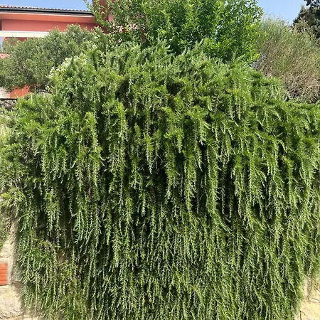 아파트 Studio Kampor