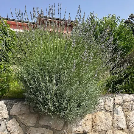 Lejlighed Studio Kampor