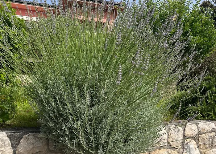 شقة Studio Kampor